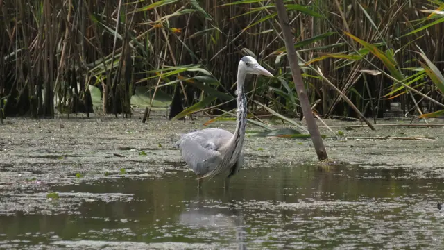 20.06.2025 Aber hier ist schon ein Reiher zu sehen