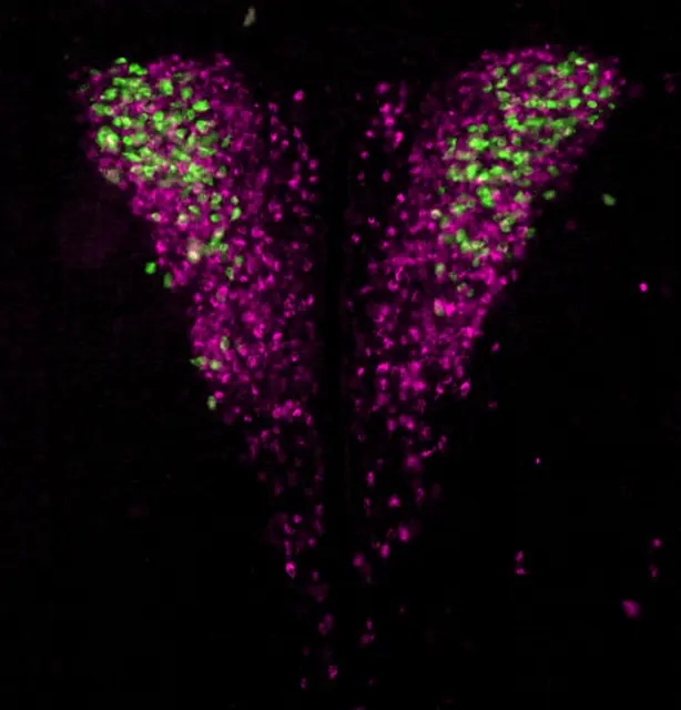 Neuronen gesichtet. Hypothalamische Neuronen, die die Hormonausschüttung steuern (Magenta), und solche, die speziell die Ausschüttung des Stresshormons Cortisol steuern (grün).  | Foto: ISTA