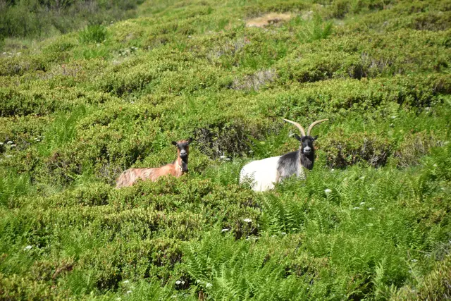 Zwei Ziegen: Rechts im Bild: die Baronin der Stalsins Alm schaut uns an. | Foto: Kendlbacher
