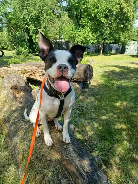Amy ist eine süße Maus, die aber noch einiges lernen muss. | Foto: Arche Wels