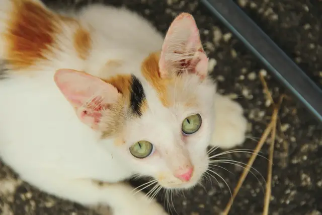 Foto: Symbolbild: pixabay.com