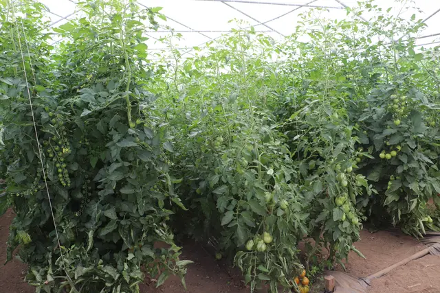 1.000 Tomatenpflanzen wachsen am Genußbauernhof Hillebrand in 20 verschiedenen Sorten.  | Foto: Edith Ertl