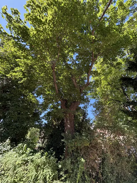 Foto: Scheiber/MeinBezirk