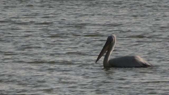 20.06.2025 Dieser Pelikan ist ein Vorgeschmack auf unsere Fahrt mit dem Schnellboot.