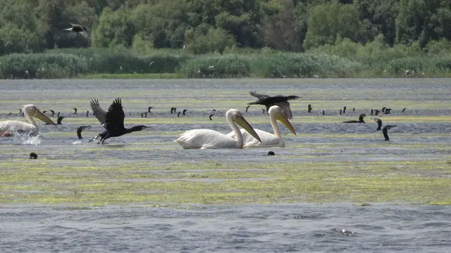 20.06.2025 Es gibt hier wirklich viel Vögel