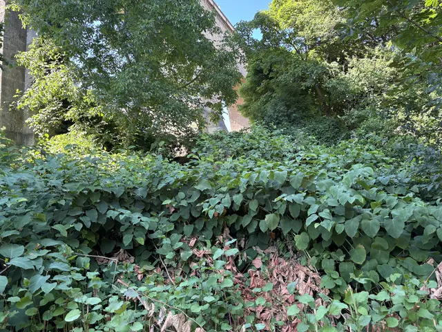 Der Staudenknöterich hat sich auch in Liesing beim Aquädukt ausgebreitet. | Foto: Lisa Kammann/MeinBezirk