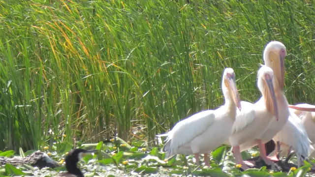20.06.2025 hier noch rosa Pelikane