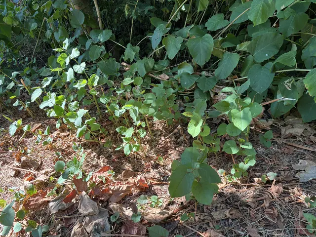 Die invasive Pflanze wächst stetig wieder nach.  | Foto: Lisa Kammann/MeinBezirk