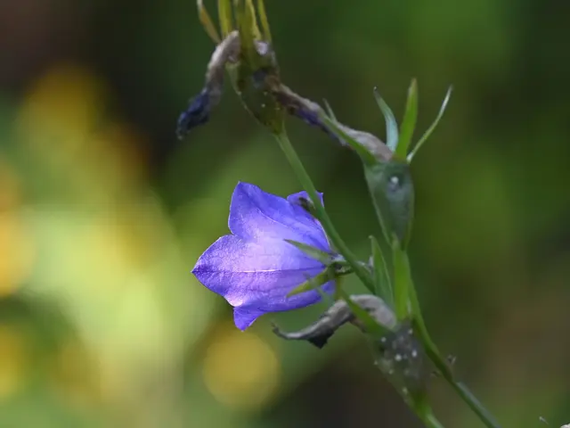 Glockenblume