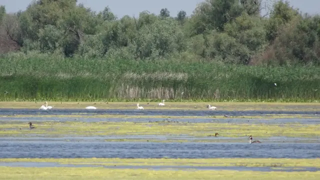 20.06.2025 Auf dem See in der Ferne (trotz Zoom weit weg) Schwäne , Haubentaucher , Enten