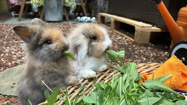 Frische Wiese, Wasser und Schatten sind für Kaninchen im Sommer lebensnotwendig. Die beiden Redaktionshasen Kinuski und Gizmo erfrischen sich mit Melone und reichlich Grünfutter. | Foto: Patricia Hillinger/MeinBezirk