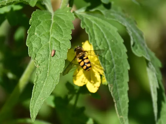 Schwebfliege