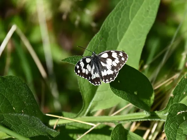 Schachbrettfalter