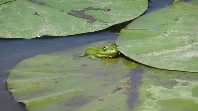 20,06.2025 Mit Frosch