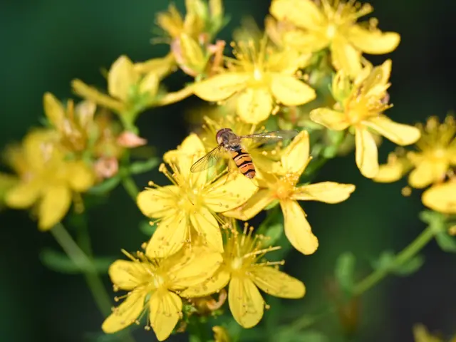 Hainschwebfliege auf Johanniskraut