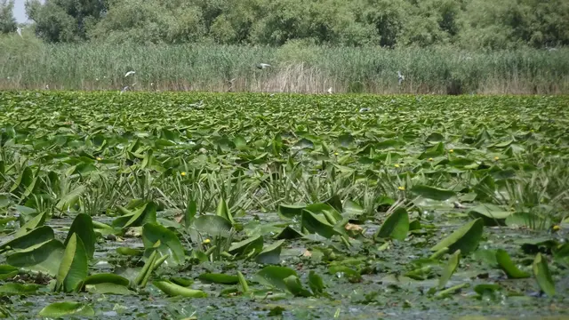 Zwischendurch viele grüne Wasserpflanzen hier mit Seeschwalben (schlecht zu sehen und gar nicht gut zu fotografieren)