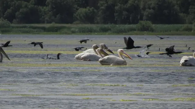 20.06.2025 Aber jetzt die Pelikane zusammen mit den Kormoranen. 