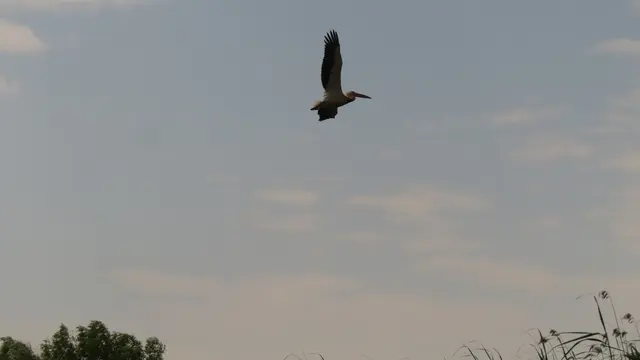 20.06.2025 jetzt ein Pelikan in der Luft