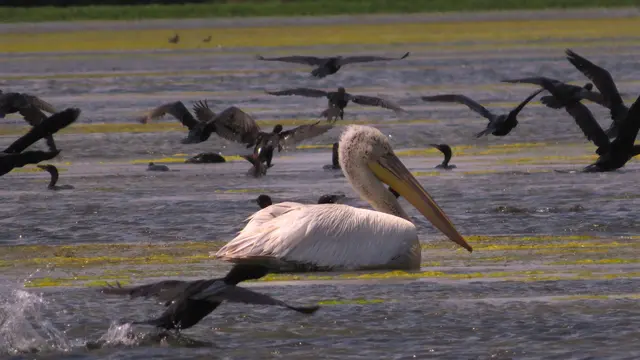 20.06.2025 das könnte ein Krauskopfpelikan sein ??