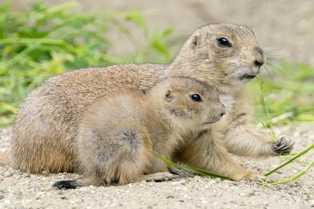 In der Anlage der Schwarzschwanz-Präriehunde im Tiergarten Schönbrunn herrscht derzeit reges Treiben über und unter der Erde: Sechs Jungtiere sind bereits Mitte Mai zur Welt gekommen.  | Foto: Daniel Zupanc