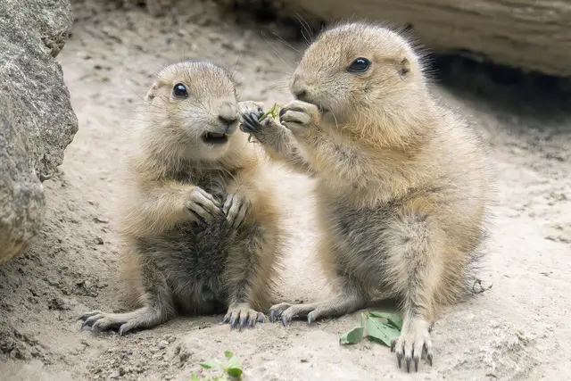 Nach monatelanger Dunkelheit trat der Nachwuchs der Schwarzschwanz-Präriehunde im Tiergarten Schönbrunn ins Freie. | Foto: Daniel Zupanc