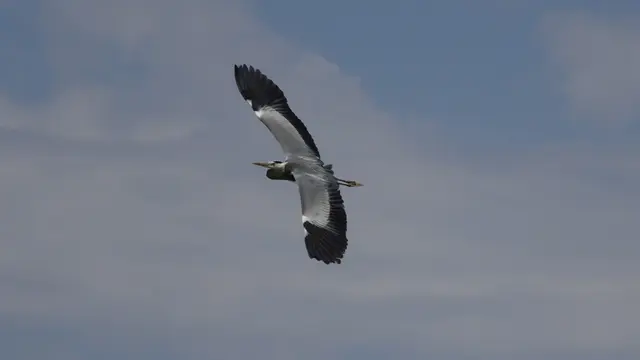 20.06.2025 ein Reiher in der Luft
