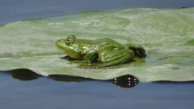 20.06.2025 aber auch dieser Frosch ist hier zu Hause