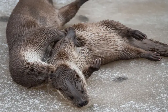 Fischotter im Naturparkzentrum UnterWasserReich in Schrems. | Foto: Alexander Aigner
