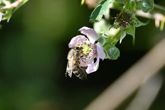 Biene auf Brombeerblüte