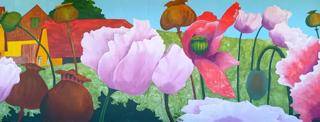 Mohndorf Armschlag | Foto: H.Bachinger 