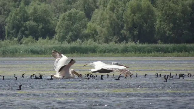 20.06.2025 Pelikane und Zwergkormorane