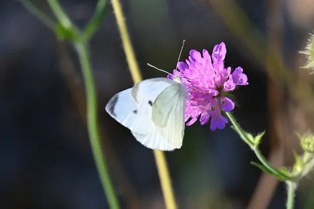 Kohlweißling auf Witwenblume