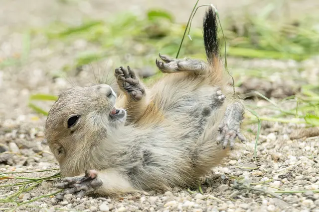 Schwarzschwanz-Präriehunde gehören wie die heimischen Murmeltiere zur Familie der Hörnchen.  | Foto: Daniel Zupanc