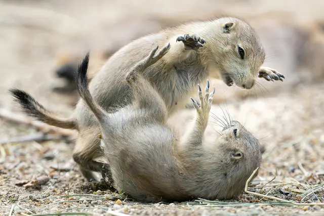 Monatelang wurden sie in einem unterirdischen Bau von ihrer Mutter versorgt. Zuletzt lassen sie sich auch oberirdisch blicken. | Foto: Daniel Zupanc
