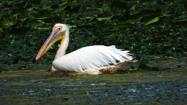 20.06.2025 Pelikan im Wasser
