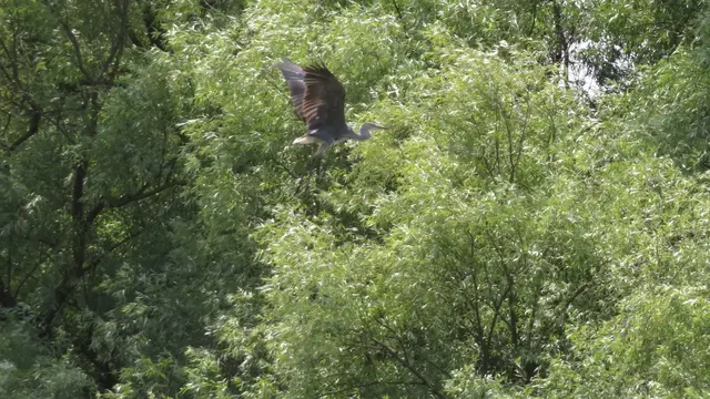 20.06.2025 Ein Reiher