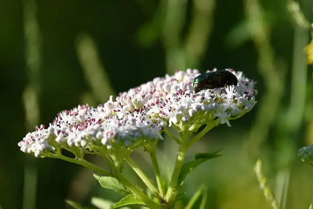 Rosenkäfer auf Zwerg-Holunder