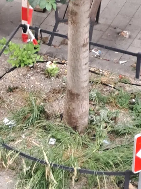 Wegen der Müll- und Essensreste in den Beeten sollen sich Ratten und Mäuse in der Zieglergasse besonders wohlfühlen. | Foto: zVG