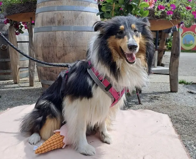 Ein beschlagnahmter Collie aus dem Pinzgau am Hof der Pfotenhilfe. | Foto: Pfotenhilfe