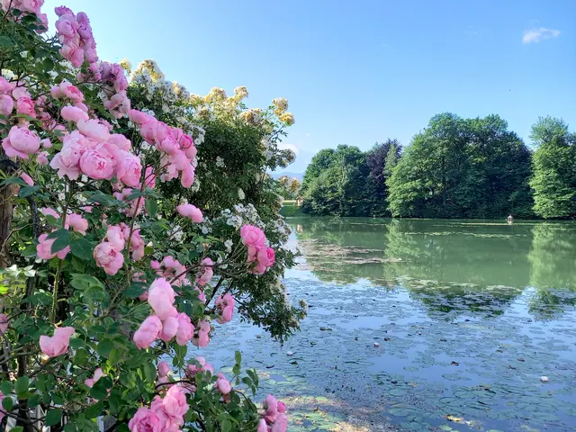 ZUM BEITRAG | Foto: H.Bachinger 
