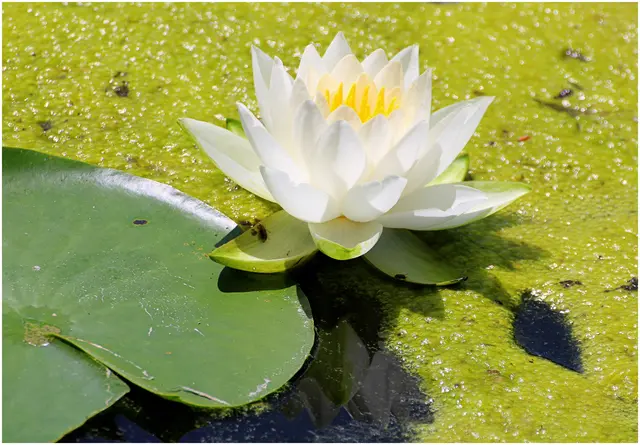 entdeckt im Nawi- Weiher 