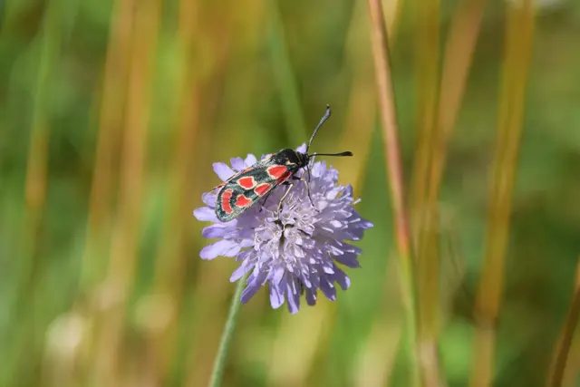 Esparsetten-Widderchen (Zygaena carniolica); © G. Fuß