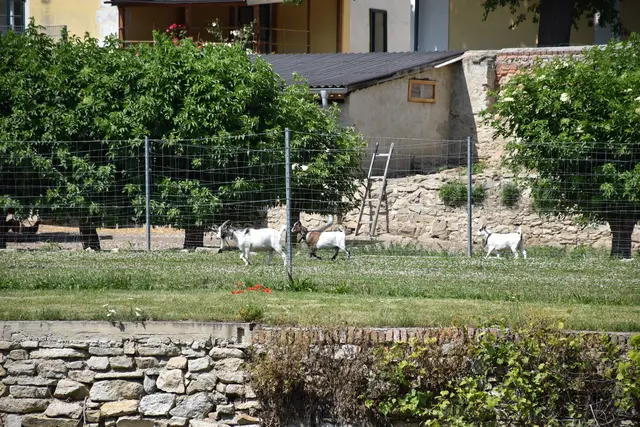 Tiere gehören zum tiergestützten Angebot des Hofs | Foto: Alexandra Goll