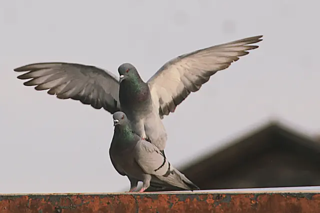 Foto: Kurt Nöhmer 