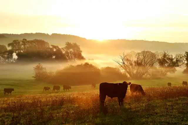 Das Moor am Zickenbach zwischen Rohr, Heugraben und Eisenhüttl hat die Chance, heuer bei "9 Plätze - 9 Schätze" im ORF zum schönsten Platz Österreichs gewählt zu werden. | Foto: Peter Schils