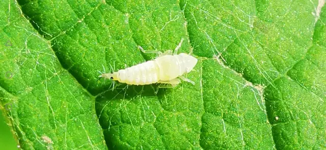 Die Rebzikade (im Bild die Larve) überträgt eine für Reben unheilbare Krankheit. | Foto: Landwirtschaftskammer