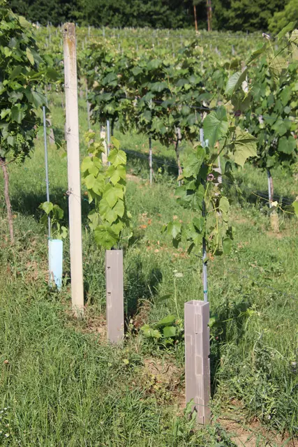 Befallene Stöcke müssen durch Neuanpflanzung ersetzt werden. | Foto: Martin Wurglits