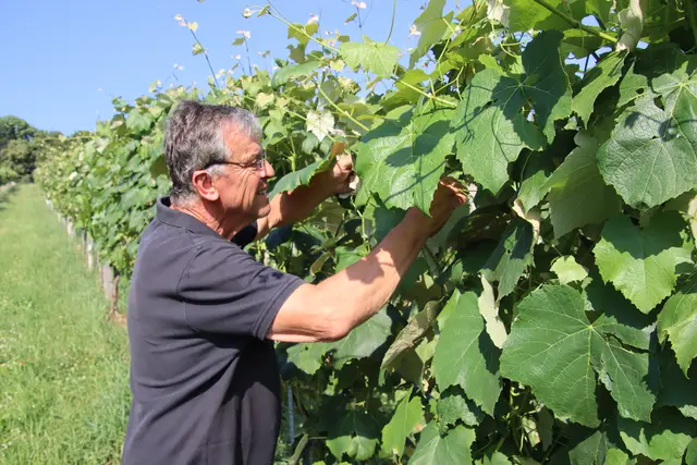 Weinbauer Josef Pfeiffer aus Eltendorf muss regelmäßige Blattkontrollen durchführen, um ein mögliches Einnisten der Rebzikade zu entdecken. | Foto: Martin Wurglits