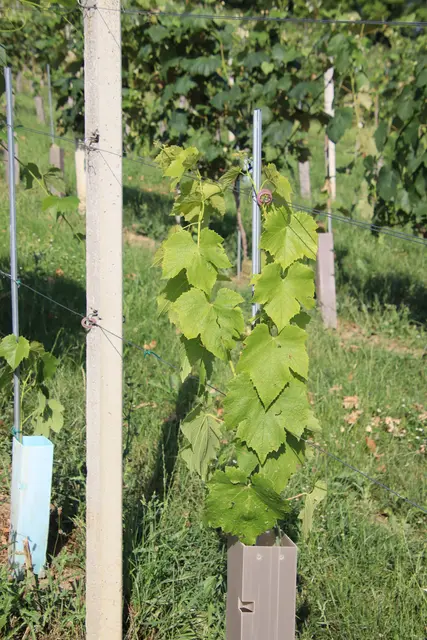 Foto: Martin Wurglits