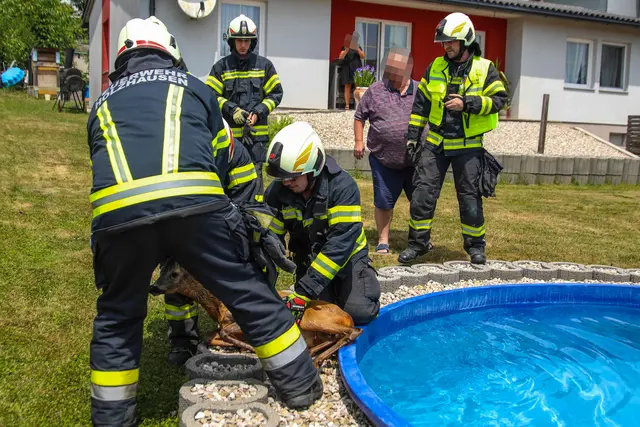 Die Feuerwehr konnte den Rehbock rasch aus dem Pool befreien. | Foto: laumat/Christian Schürrer